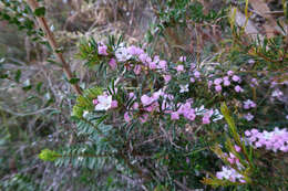 Image of Boronia pilosa subsp. pilosa