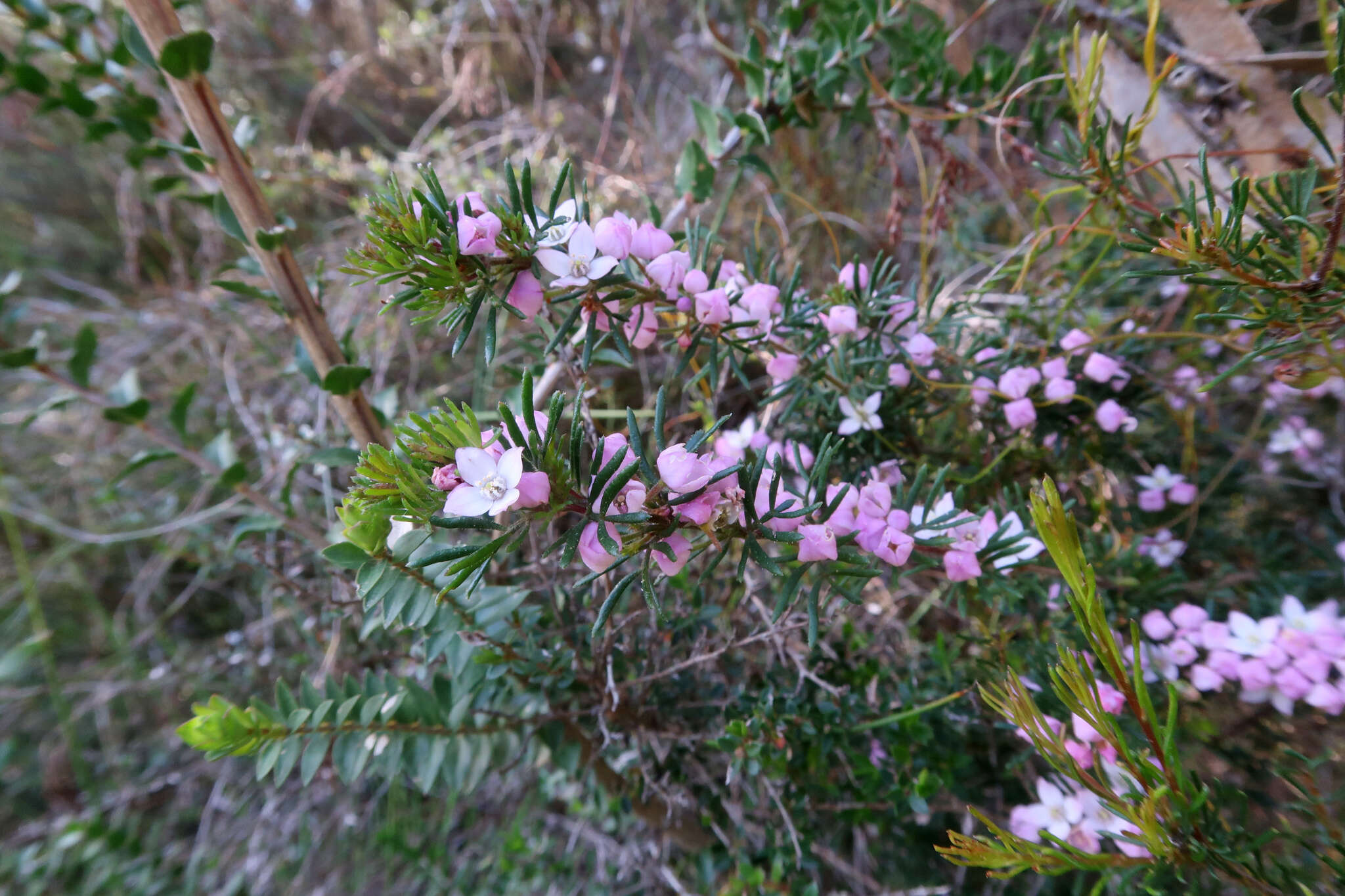 Image of Boronia pilosa subsp. pilosa