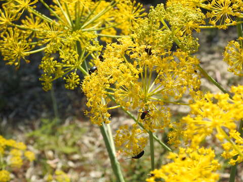 Image of Thapsia foetida L.