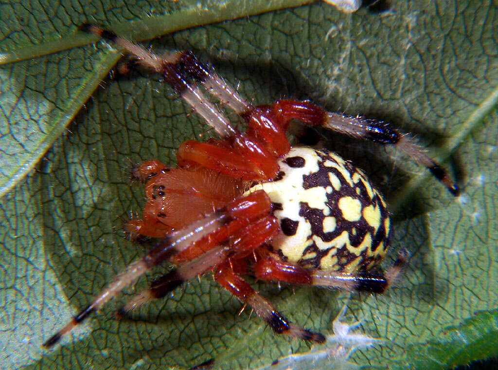 Image of Angulate & Roundshouldered Orbweaver