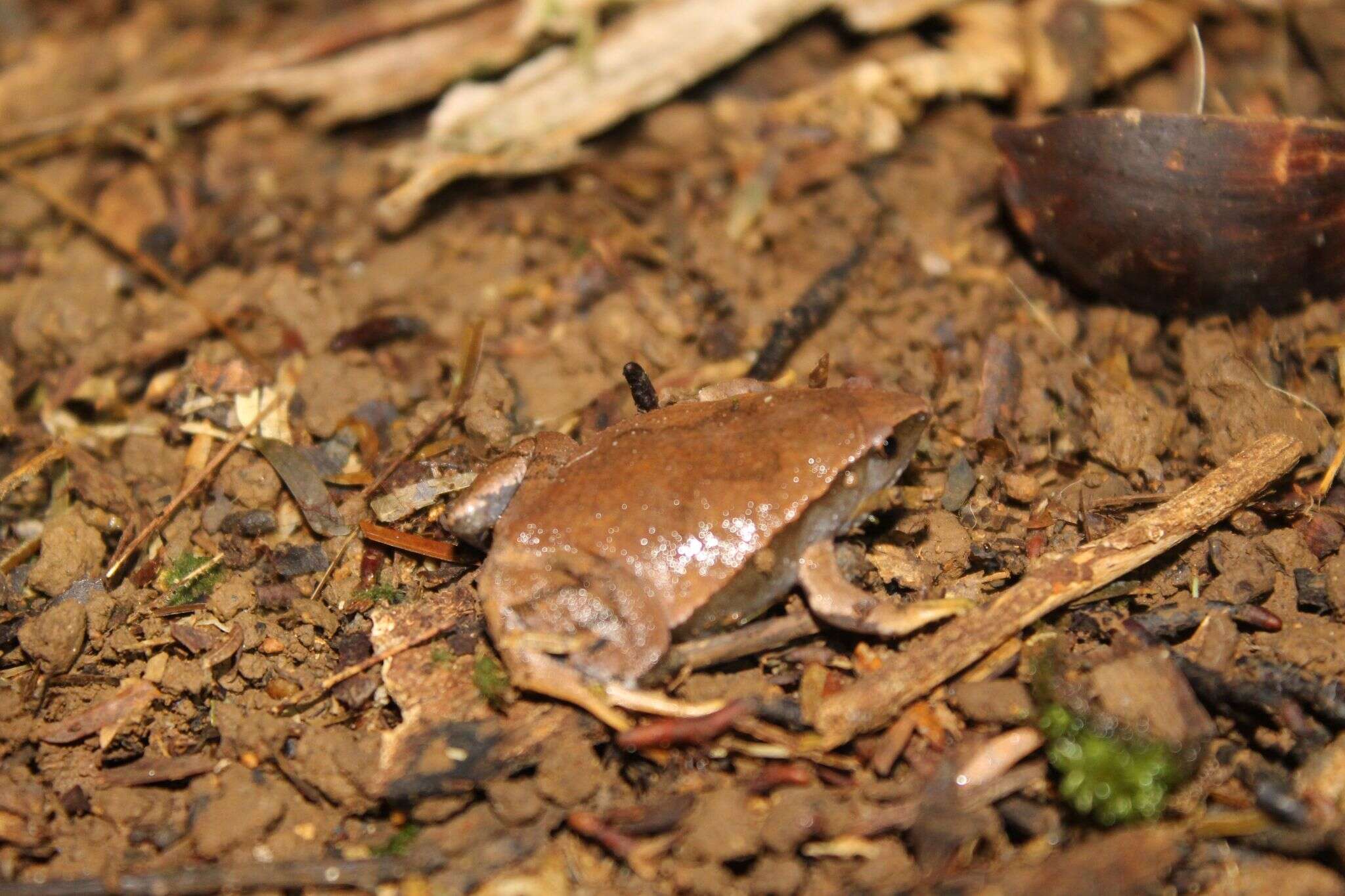 Image of Southern Narrow-mouthed Toad