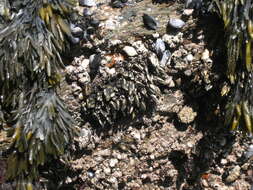 Image of goose neck barnacle