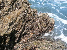 Image of goose neck barnacle