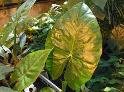 Imagem de Alocasia macrorrhizos (L.) G. Don