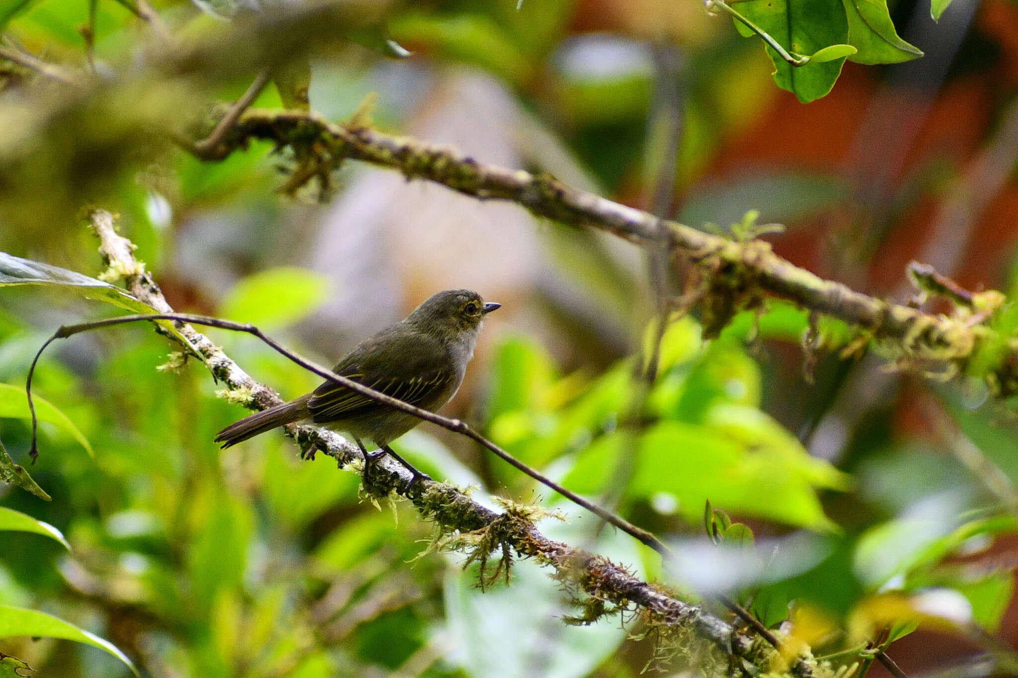 Image of Choco Tyrannulet