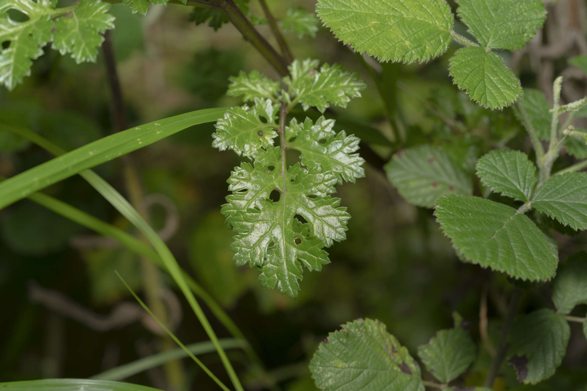 Imagem de Scrophularia lucida L.