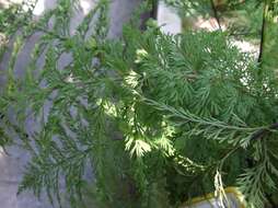 Image of Asplenium daucifolium Lam.