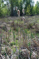 Image of broadleaf cattail