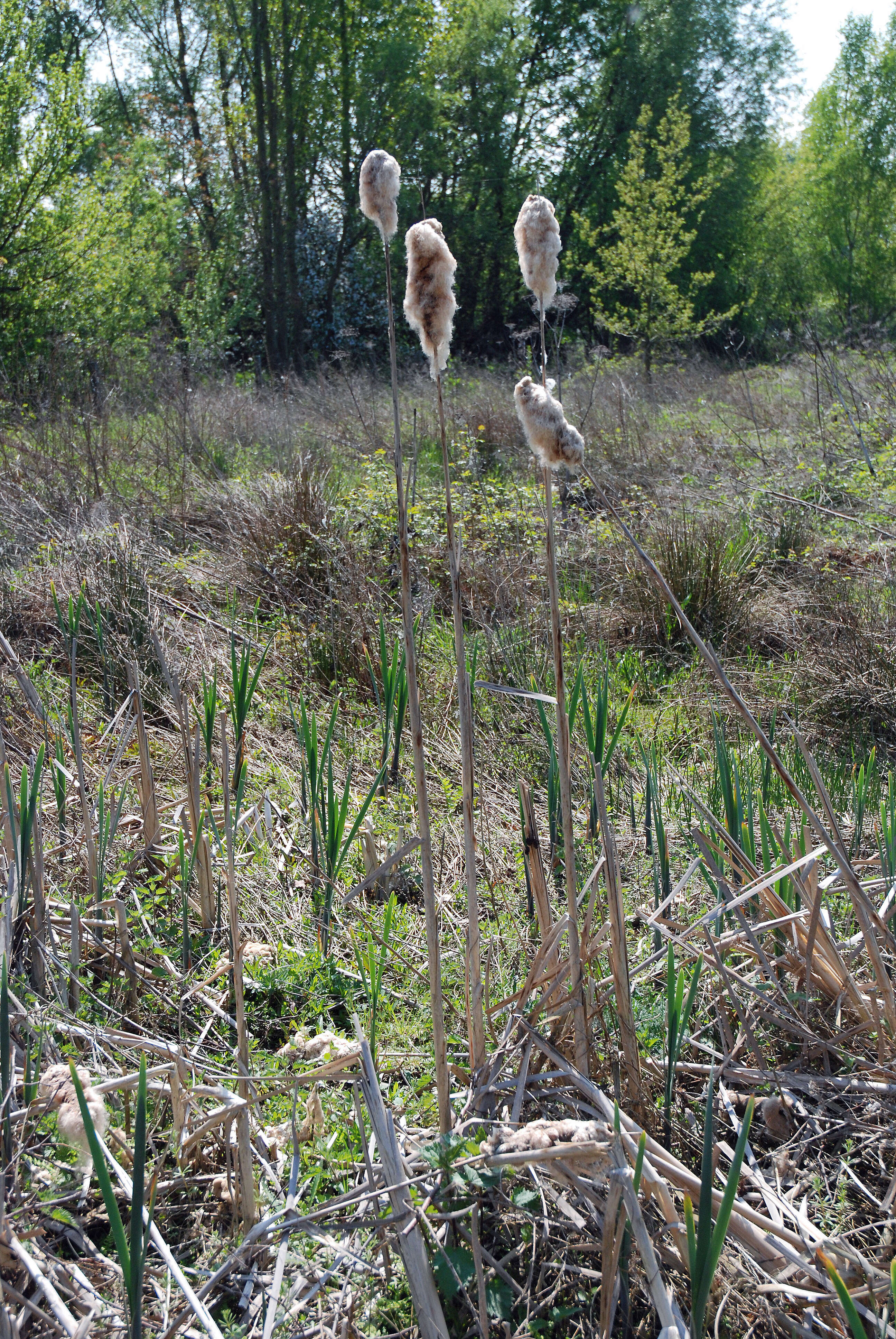 Image of broadleaf cattail