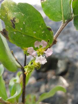 Image of Malpighia stevensii W. R. Anderson