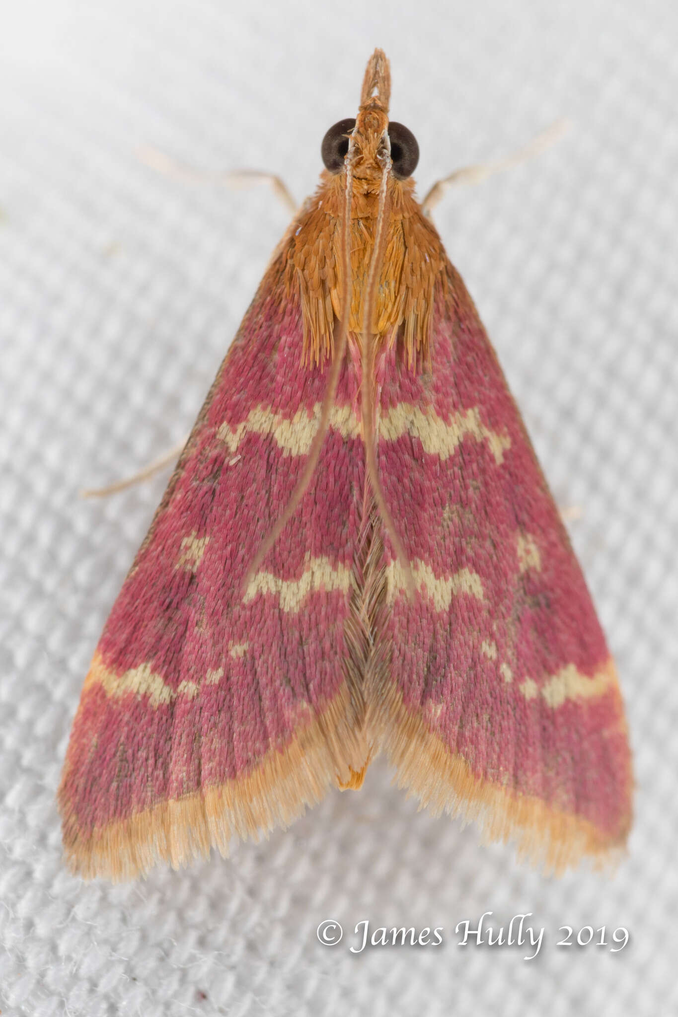 Image of Raspberry Pyrausta