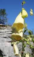 Imagem de Digitalis grandiflora Mill.