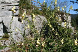 Imagem de Digitalis grandiflora Mill.