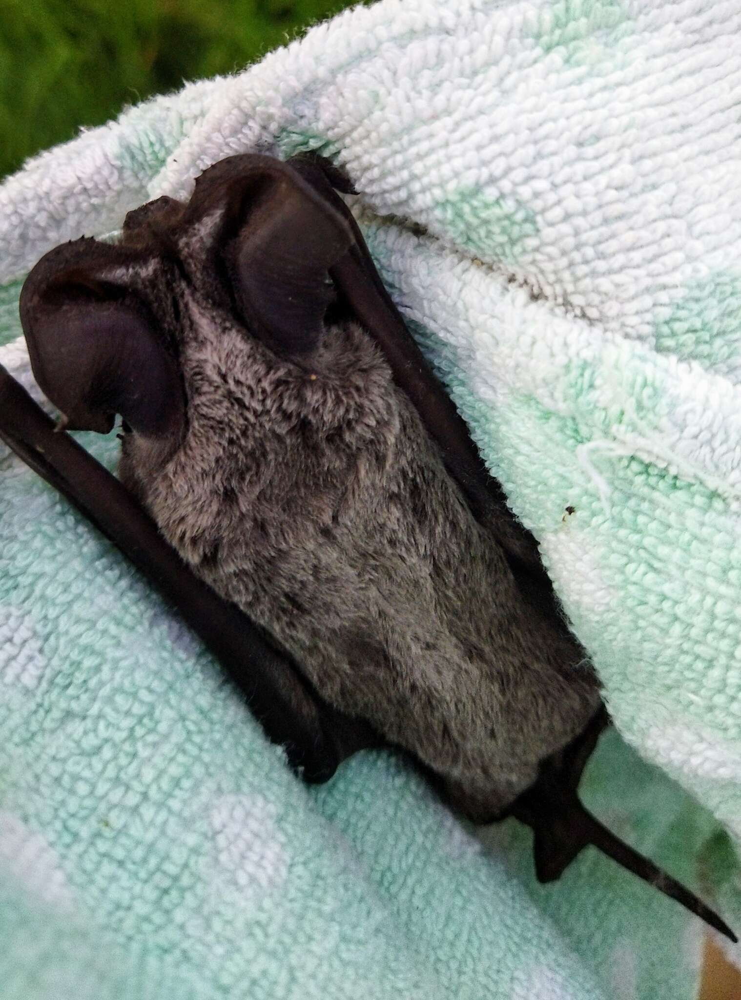 Image of European Free-tailed Bat