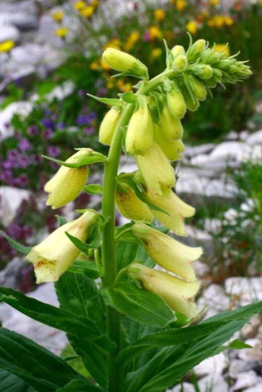 Imagem de Digitalis grandiflora Mill.