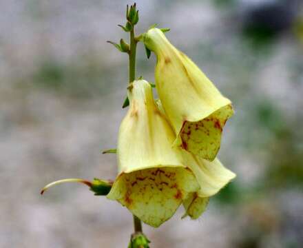 Слика од Digitalis grandiflora Mill.