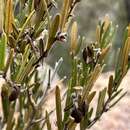 Hovea graniticola I. Thomps.的圖片