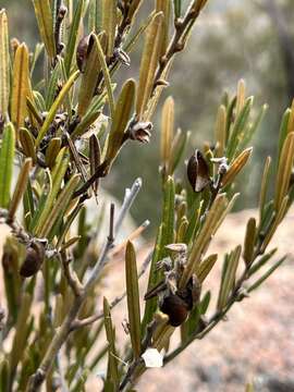 Hovea graniticola I. Thomps.的圖片