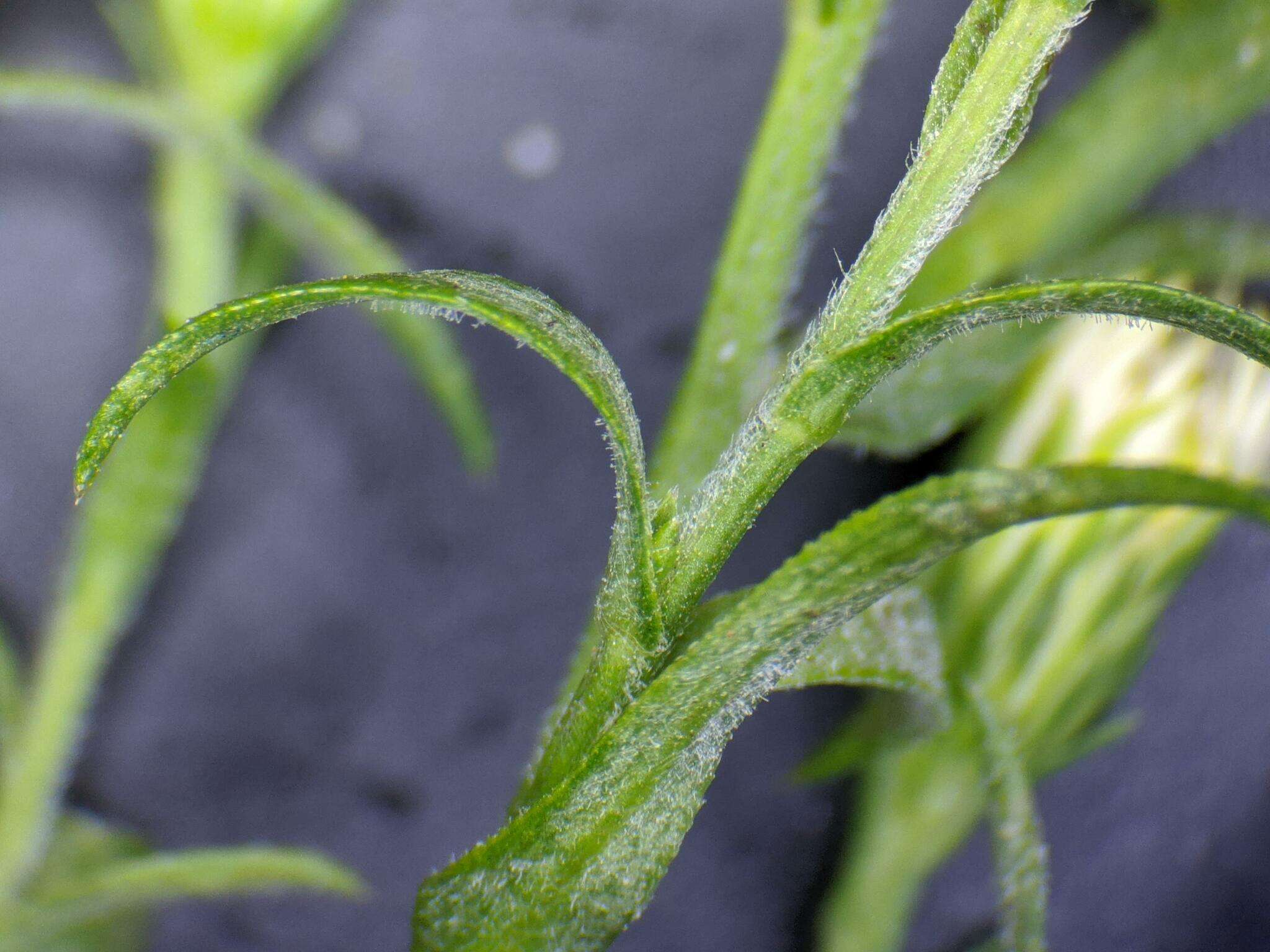 Image of Symphyotrichum lanceolatum var. interior (Wieg.) G. L. Nesom