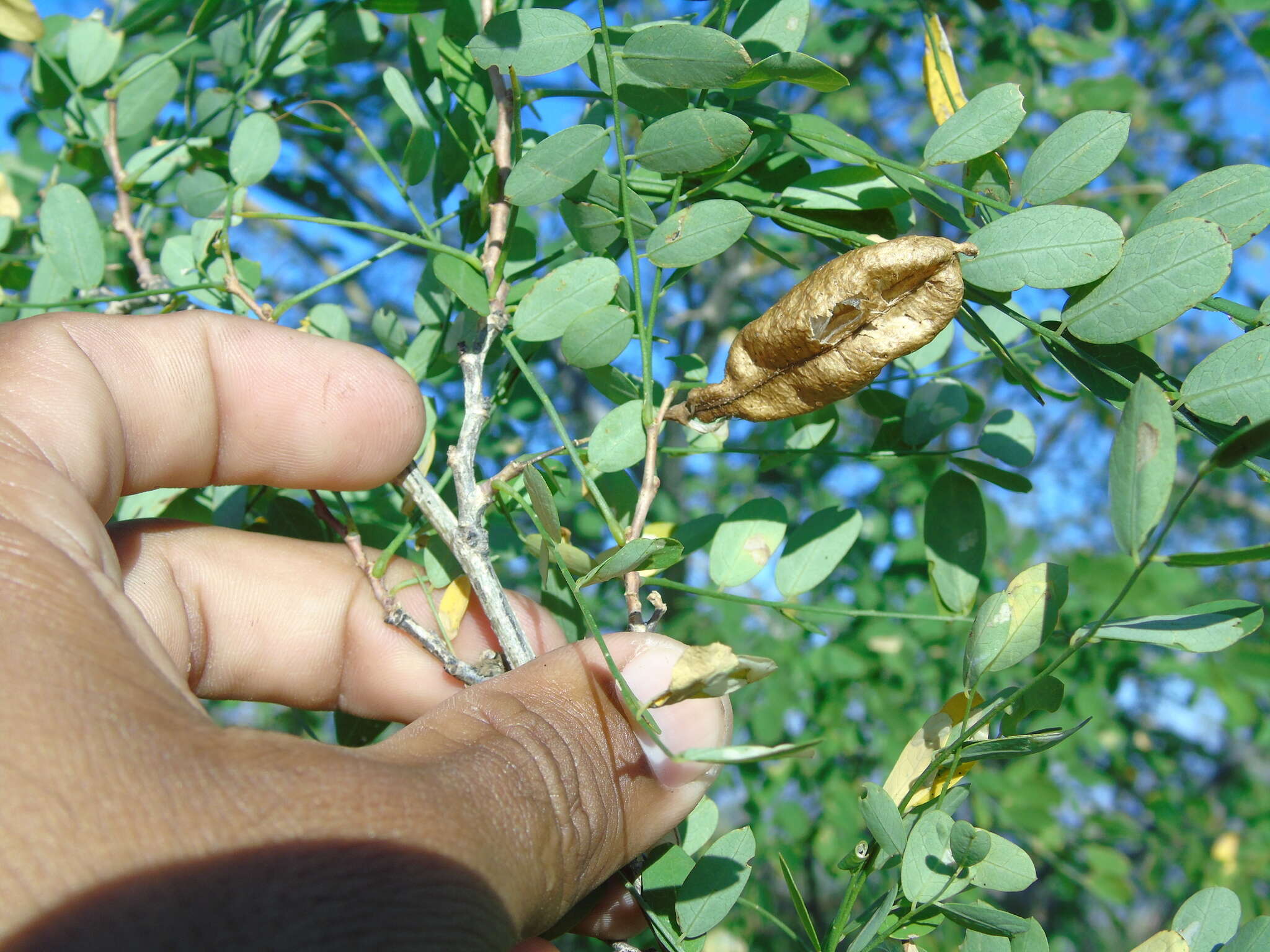 Plancia ëd Diphysa occidentalis Rose