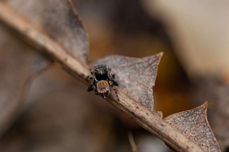 Image of Maratus boranup Otto & Hill 2018