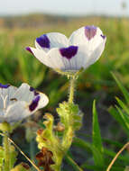 Imagem de Nemophila pedunculata Dougl. ex Benth.