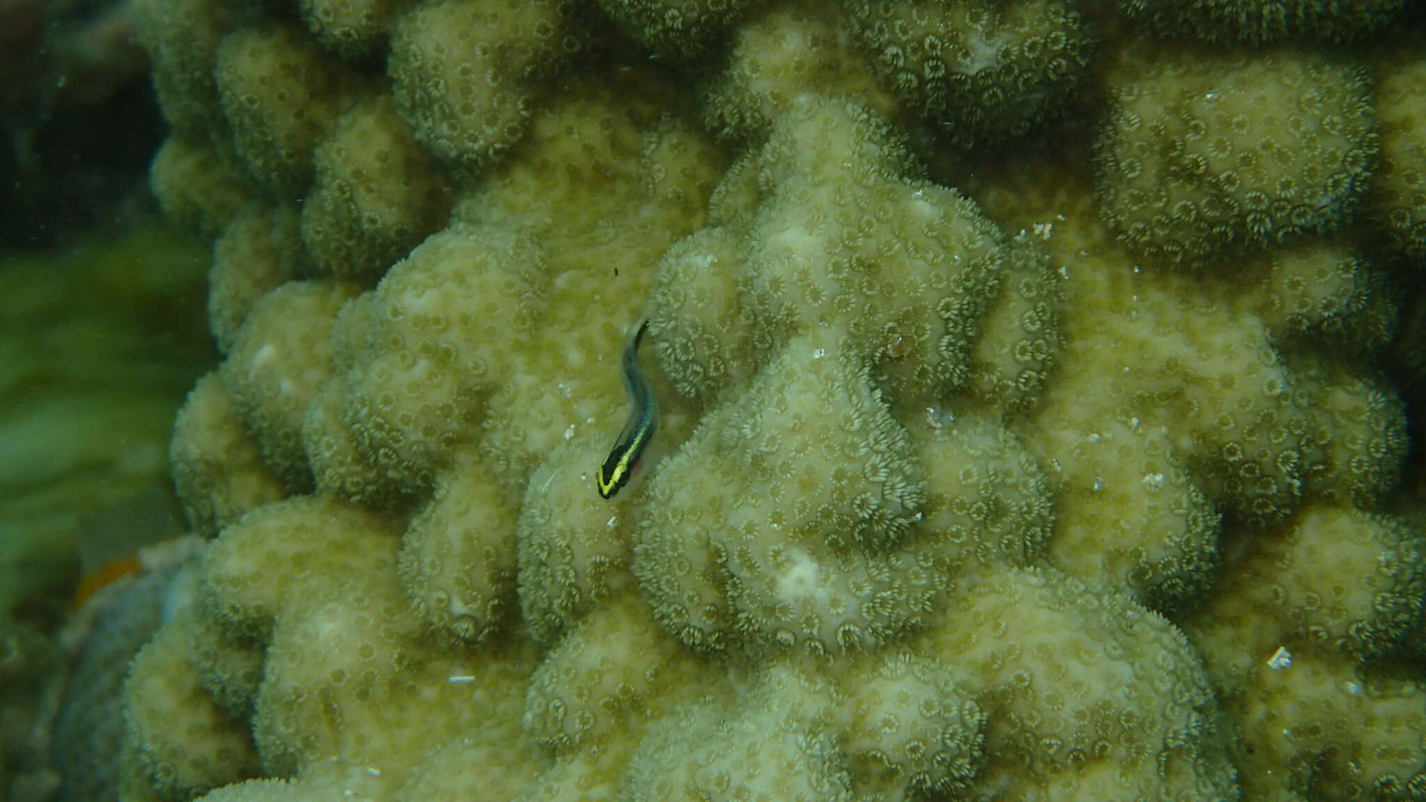 Image of Shark nose goby