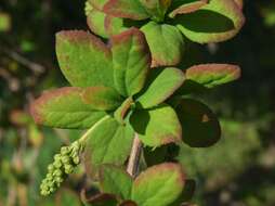 Image de Berberis koreana Palibin