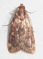 Image of Grease Moth