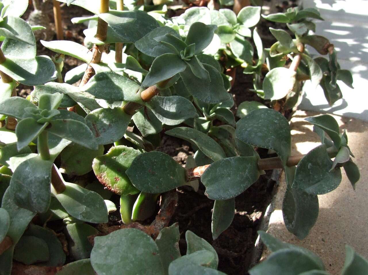 Image of Crassula lactea