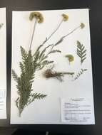 Imagem de Achillea filipendulina Lam.