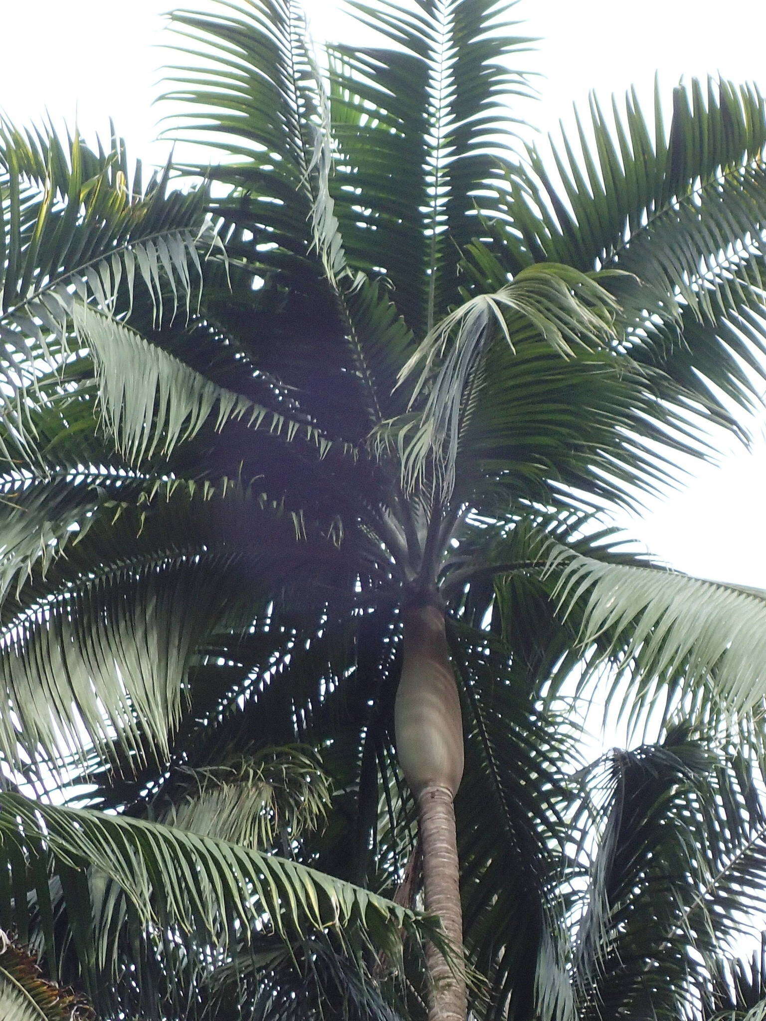 Image of Barbel palm