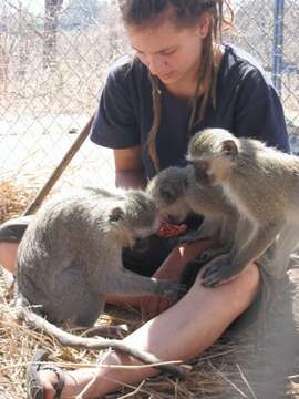 Image of Vervet Monkey