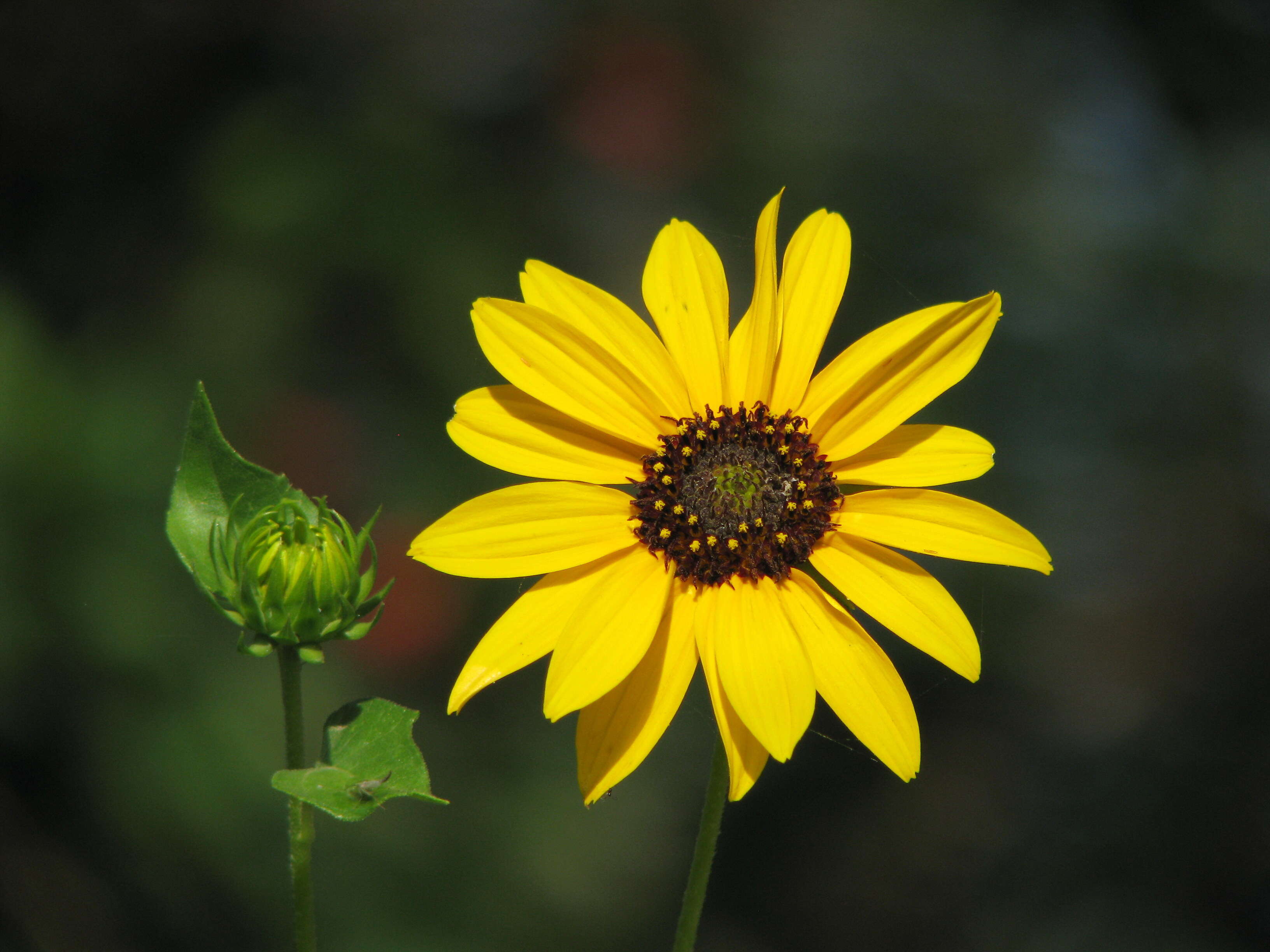 Image of common sunflower