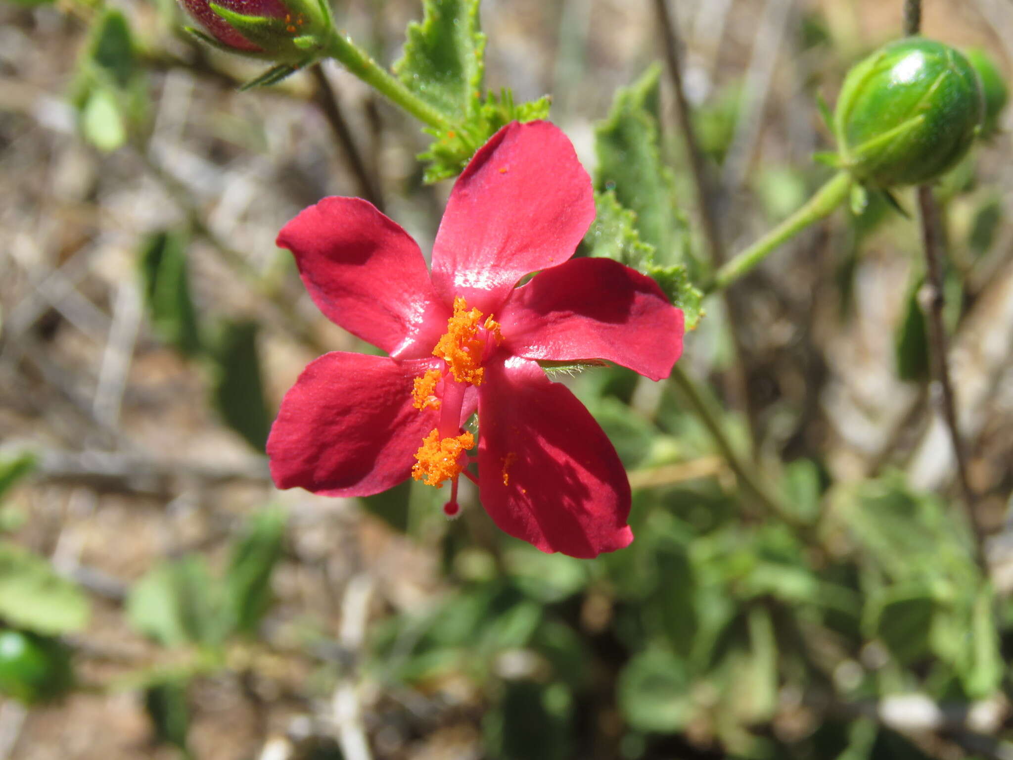 Imagem de Hibiscus aponeurus Sprague & Hutchinson