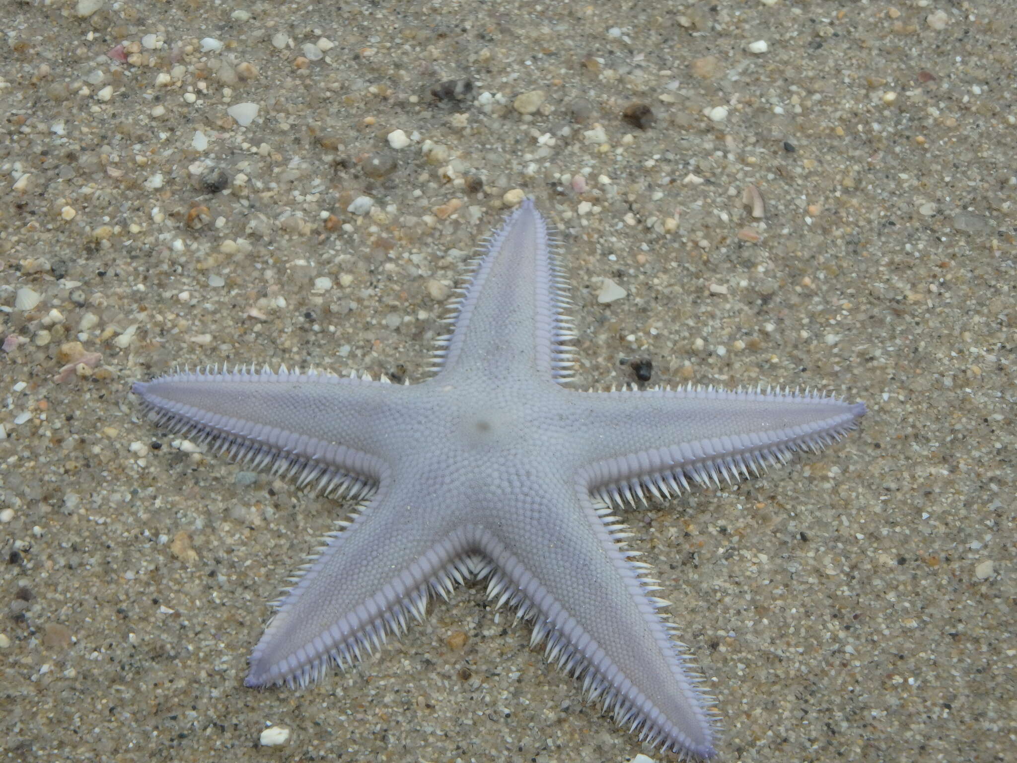 Image of Astropecten scoparius Müller & Troschel 1842