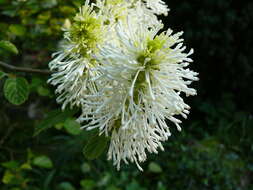 Imagem de Fothergilla major (Sims) Lodd.