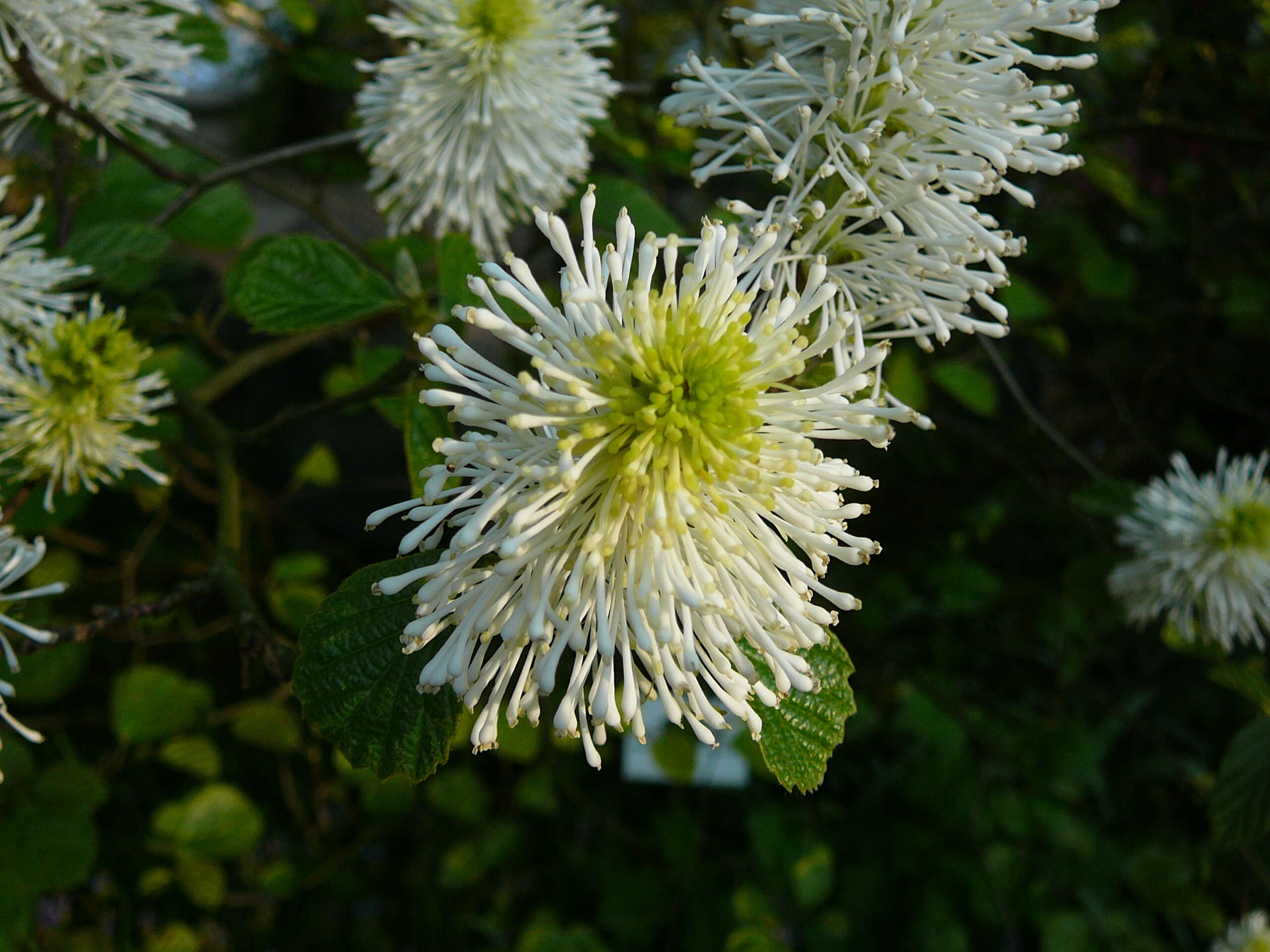 Imagem de Fothergilla major (Sims) Lodd.