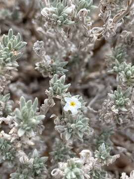 Image of <i>Euploca <i>confertifolia</i></i> var. confertifolia