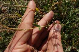 Image of Helianthemum rupifragum A. Kerner