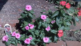 Image of Madagascar periwinkle