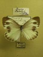 Image of Pieris canidia (Sparrman 1768)