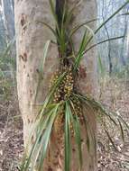 Image of Snake orchid