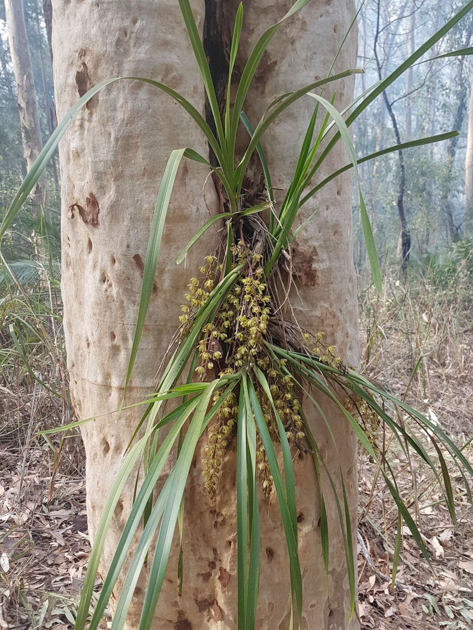 Image of Snake orchid