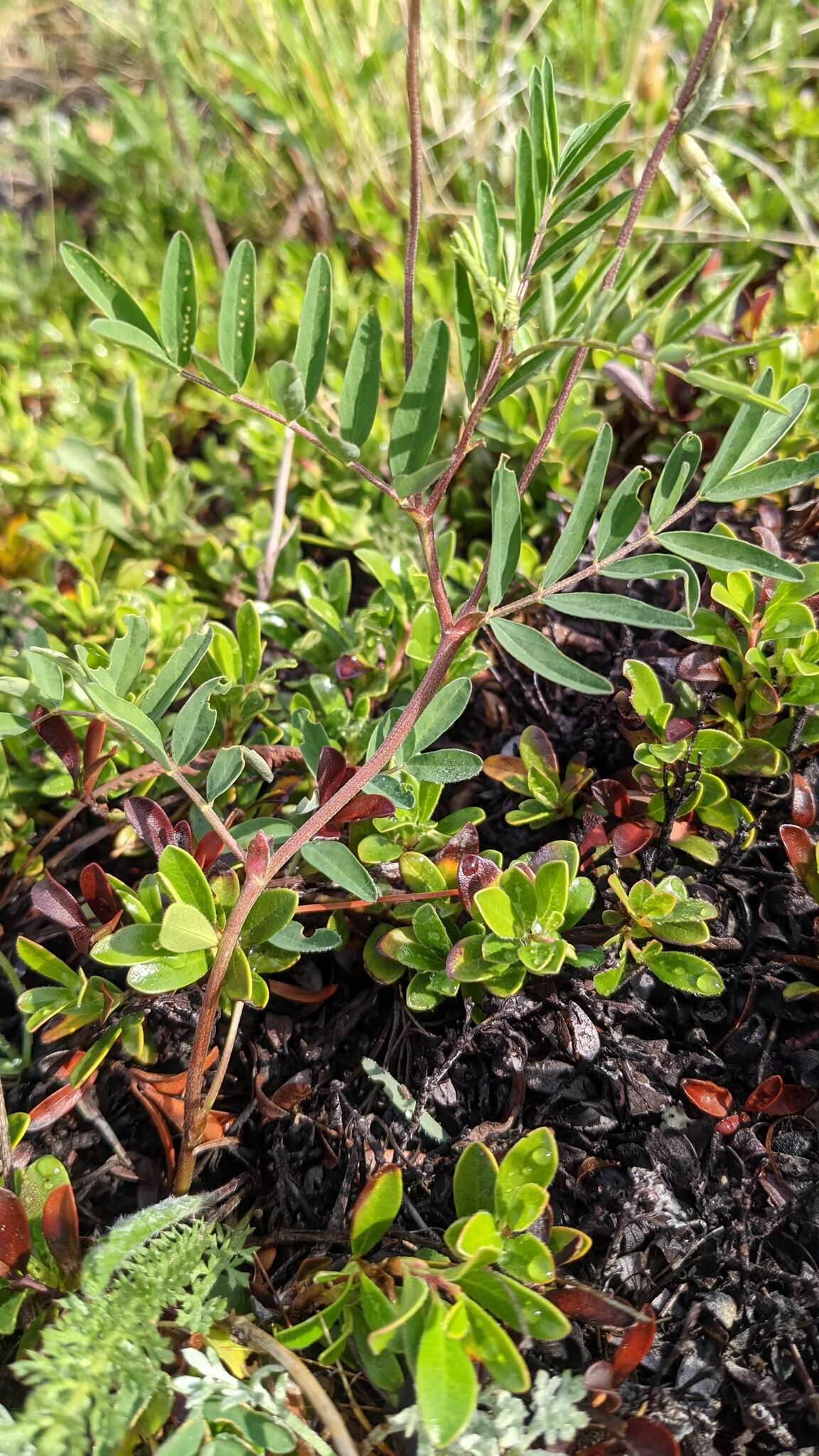 Image of elegant milkvetch