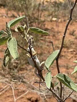 Image of Diporiphora ameliae Emmott, Couper, Melville & Chapple 2012