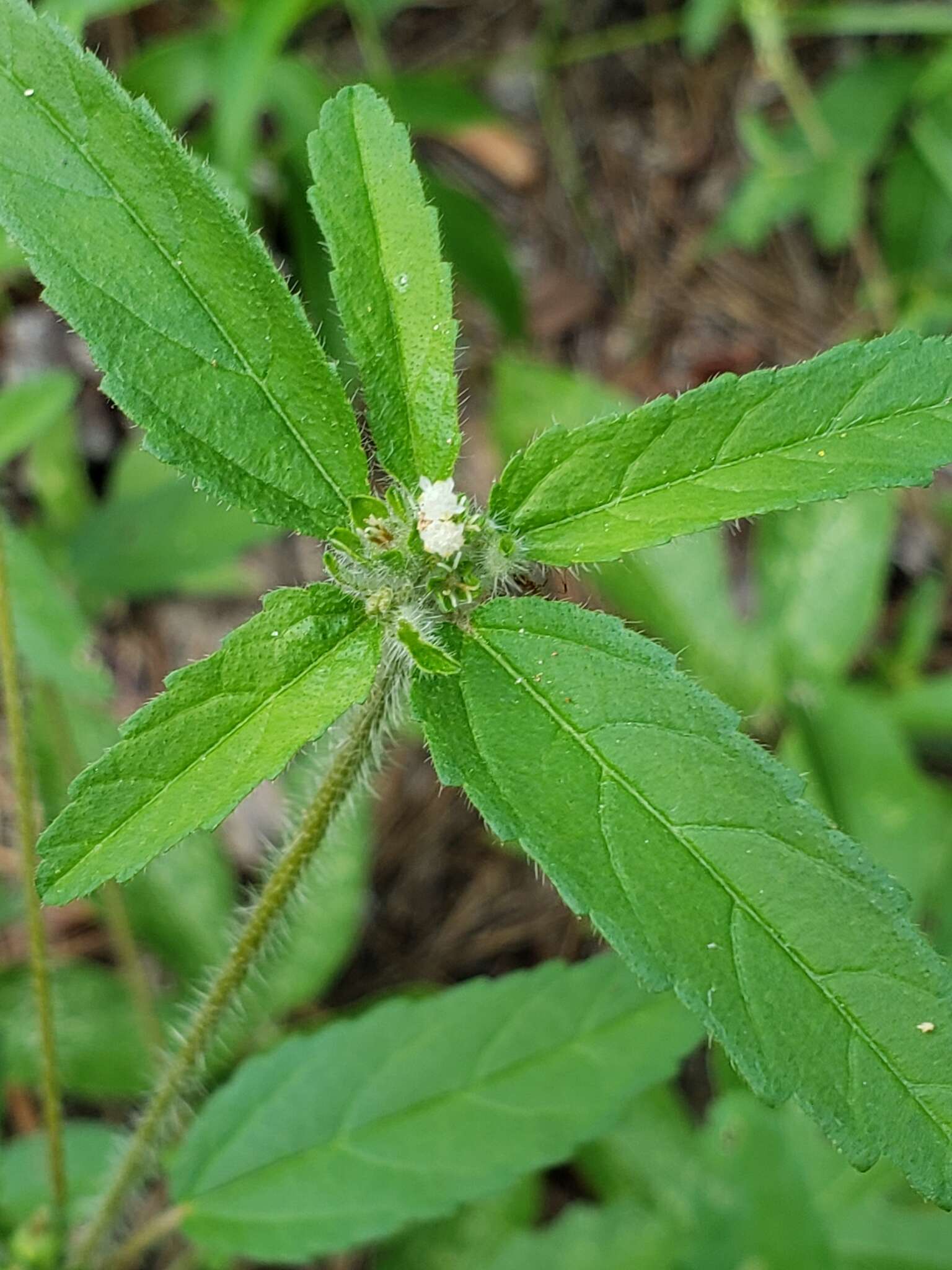 Plancia ëd Croton glandulosus var. septentrionalis Müll. Arg.