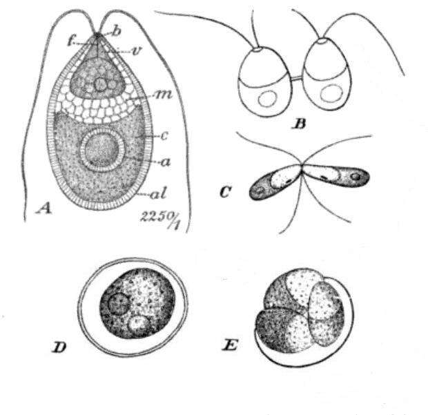 Image of Dunaliellaceae