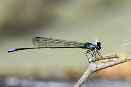 Image of Nososticta diadesma (Lieftinck 1936)