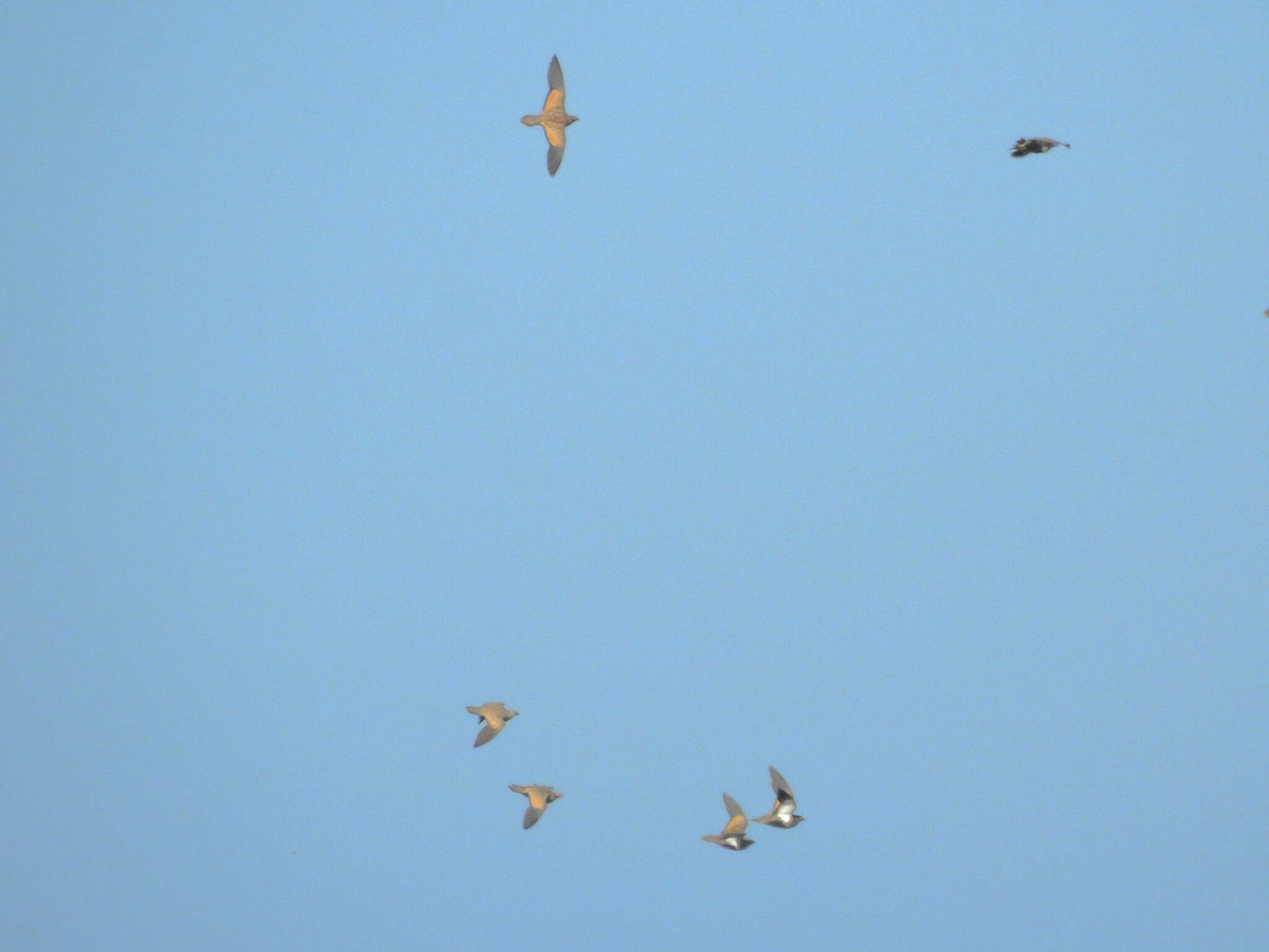 Image of Black-bellied Sandgrouse